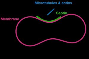 Diagram of a septin